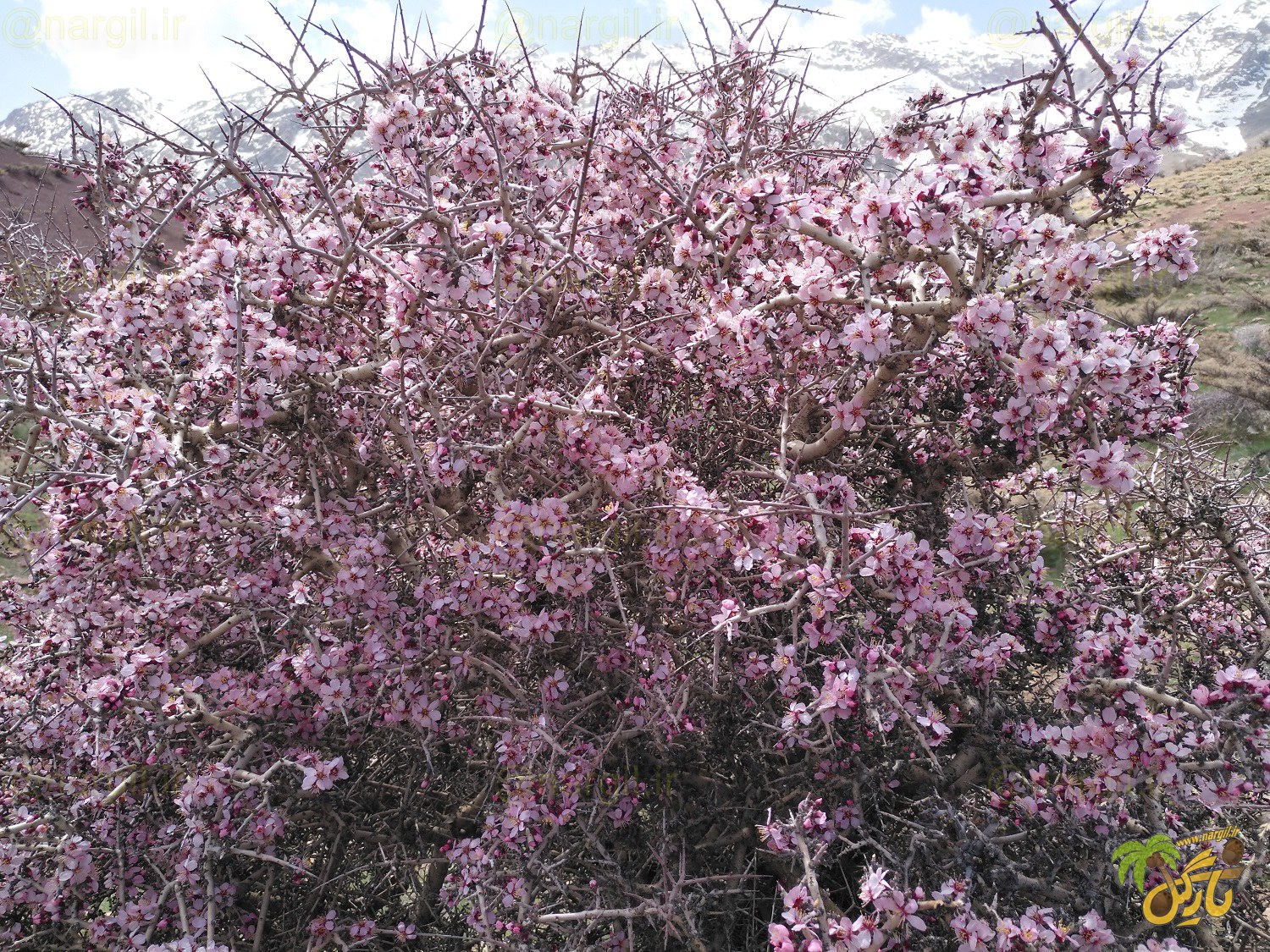 Prunus elaeagnifolia
